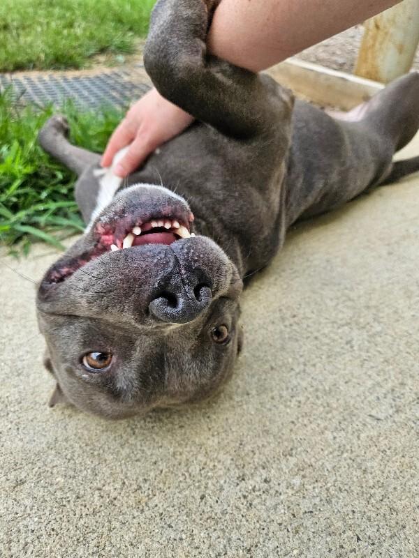 Dior, a Adoptable mixed breed in Disputanta, VA image 6/6