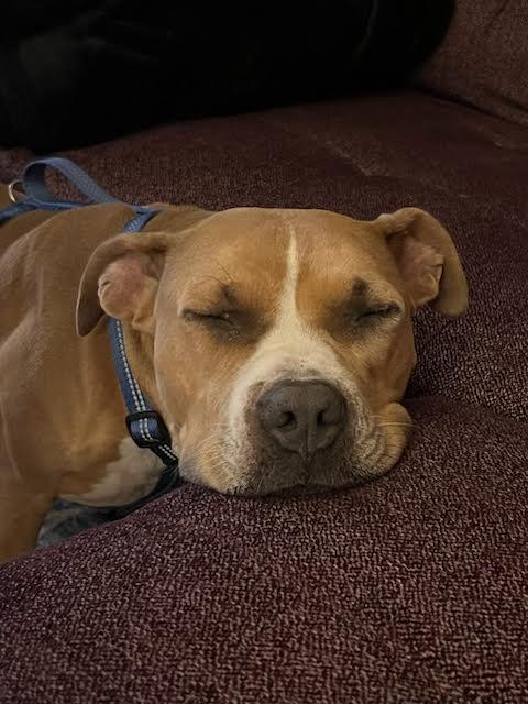 Enlarge Nebbie, a Adoptable Pit Bull Terrier in Santa Monica, CA image 2/2