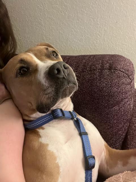 Nebbie, Adoptable, Young Female Pit Bull Terrier.