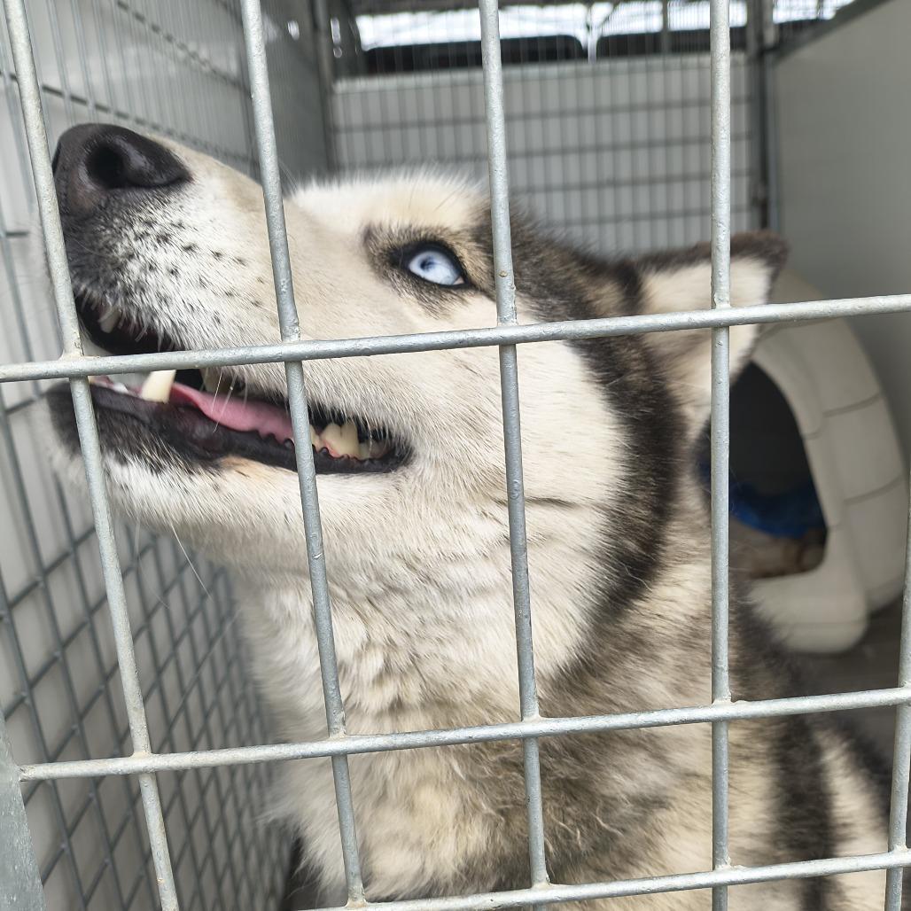 Dorothy, Adoptable, Adult Female Husky.