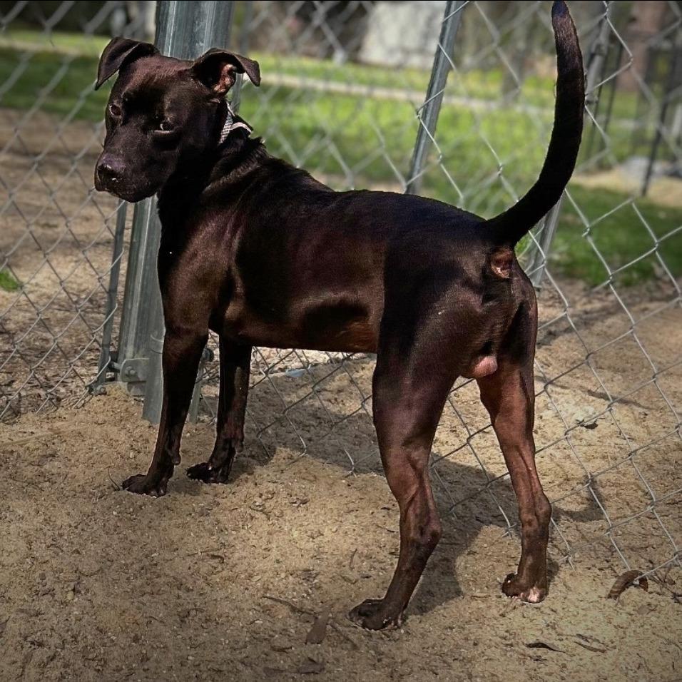 Enlarge Bradley, a Adoptable Mixed Breed in Jena, LA image 1/2