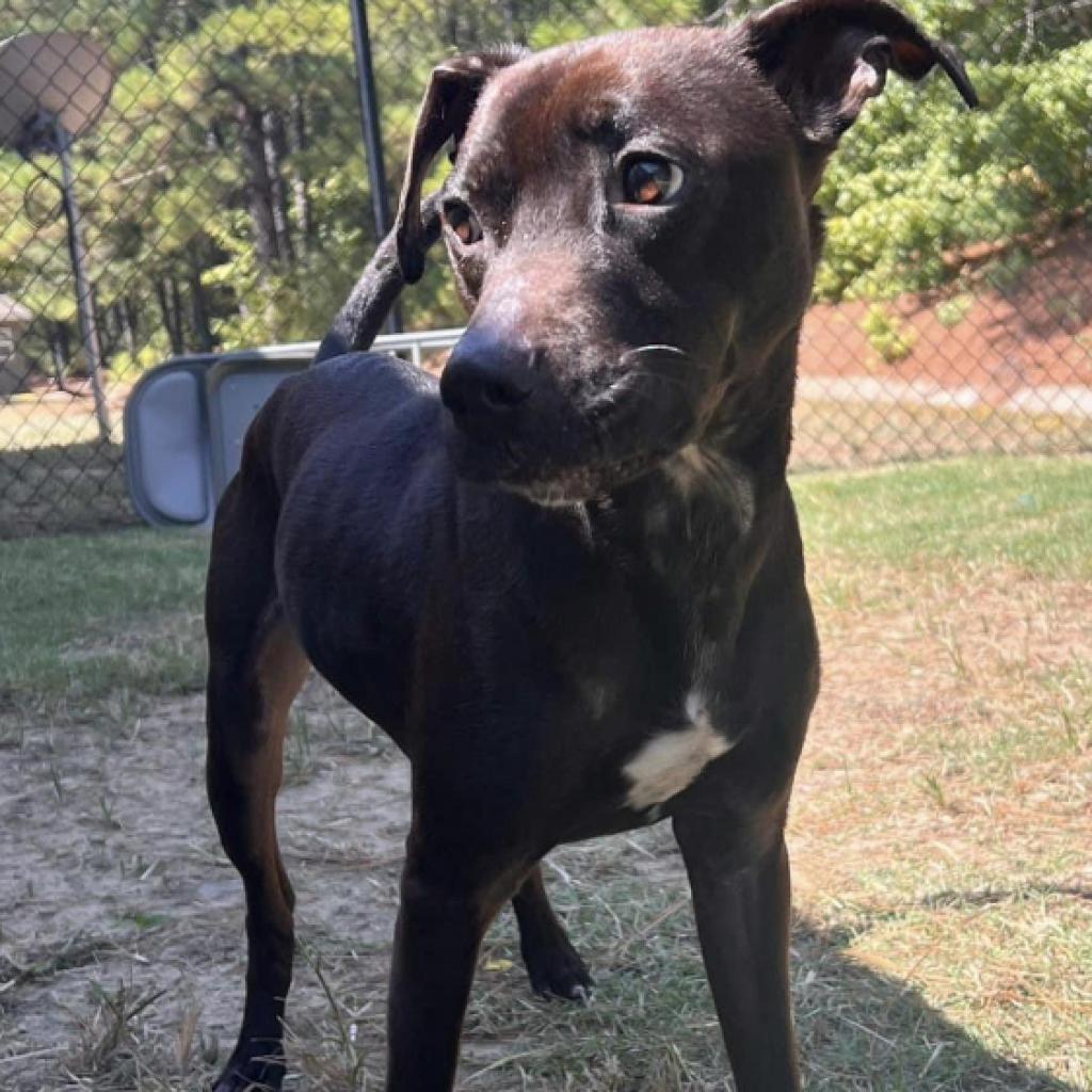 Enlarge Bradley, a Adoptable Mixed Breed in Jena, LA image 2/2