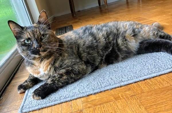 Paprika, adopted, Adult Female Tortoiseshell.