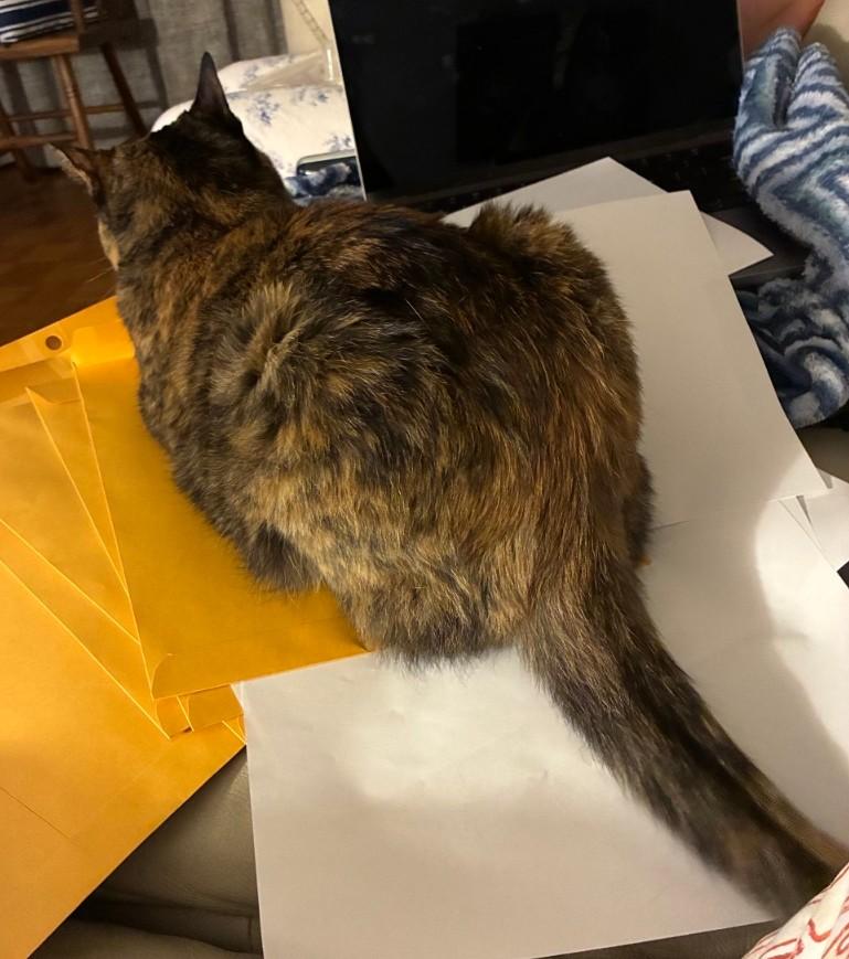 Paprika, an adopted Tortoiseshell in St. Louis, MO image 4/4