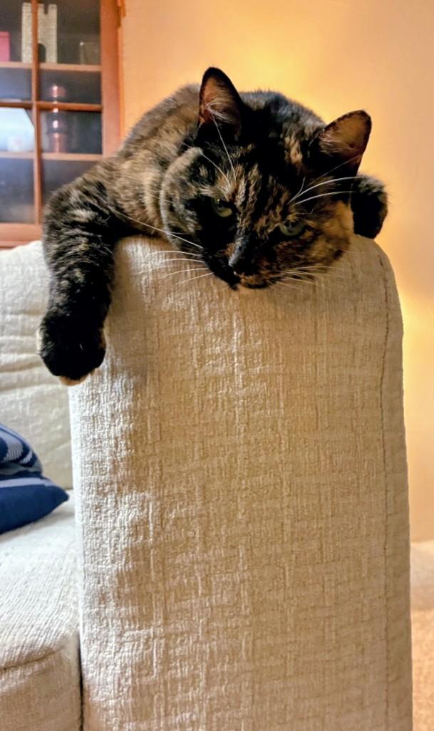 Paprika, an adopted Tortoiseshell in St. Louis, MO image 2/4