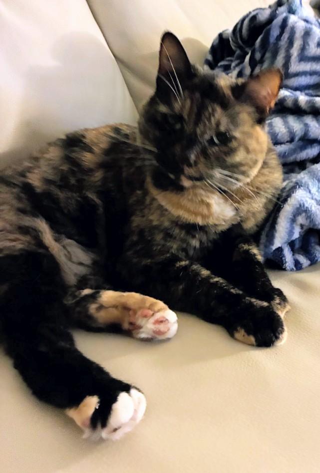 Paprika, an adopted Tortoiseshell in St. Louis, MO image 3/4