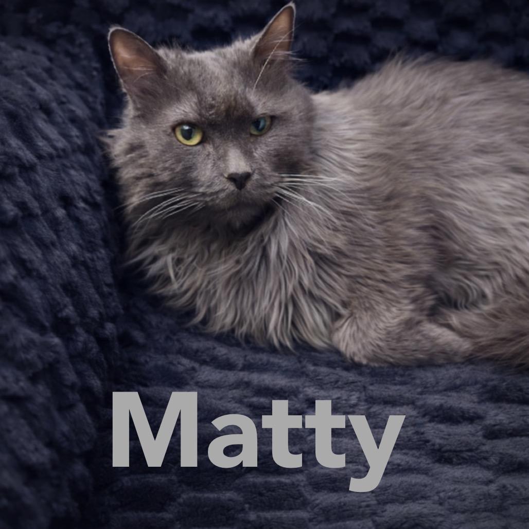Matty, Adoptable, Senior Male Domestic Long Hair & Domestic Long Hair.
