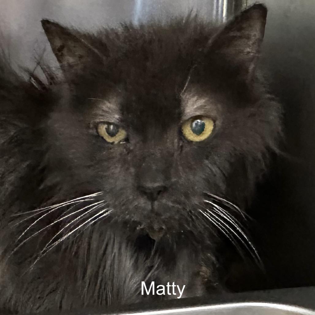 Enlarge Matty, a Adoptable mixed breed in Madisonville, TN image 1/1