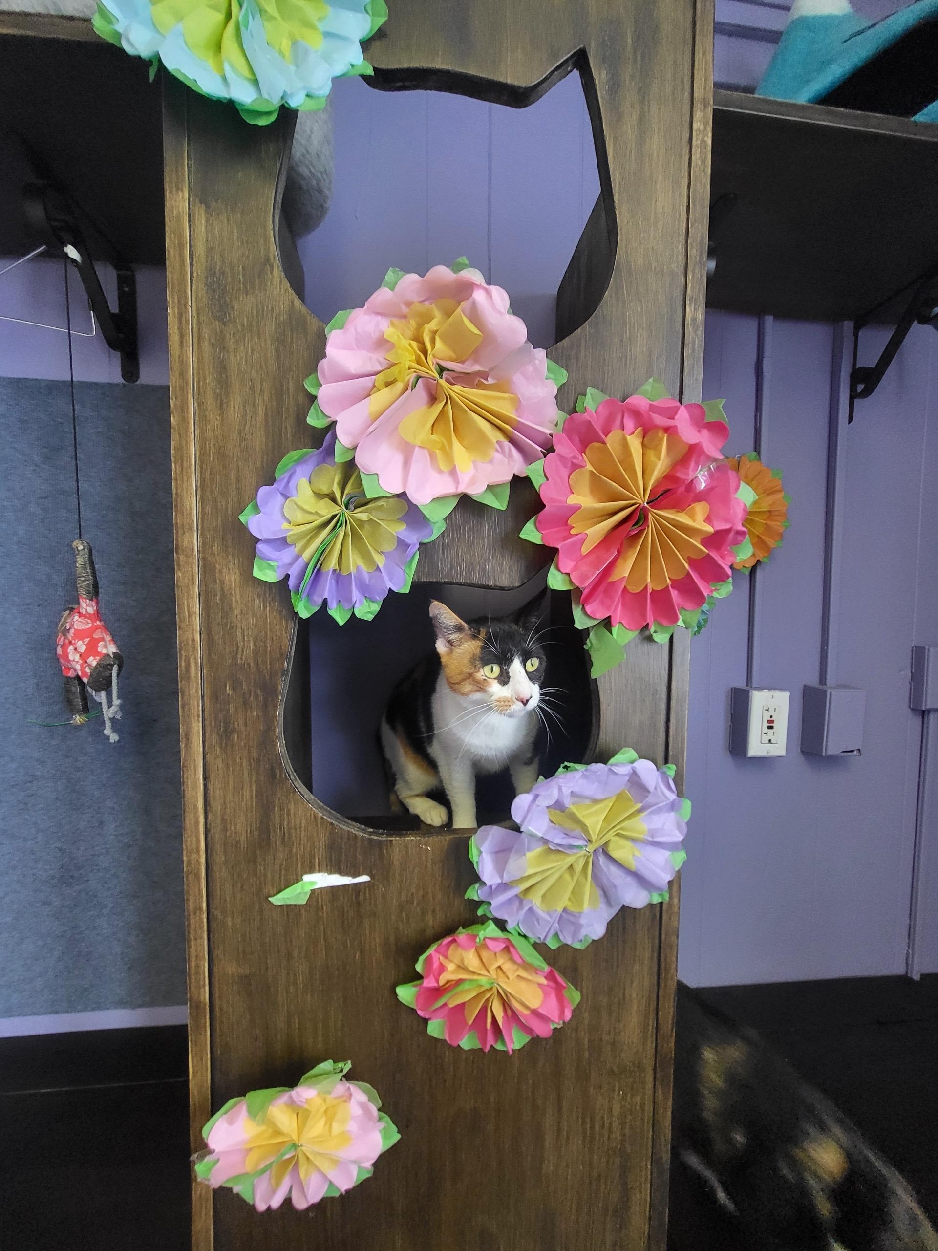 Cleopatra, Adoptable, Young Female Domestic Short Hair.