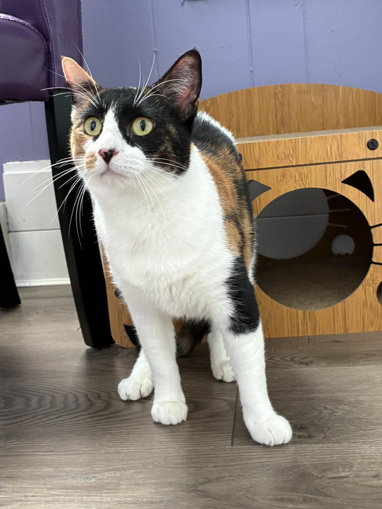 Enlarge Cleopatra, a Adoptable mixed breed in BREINIGSVILLE, PA image 2/6