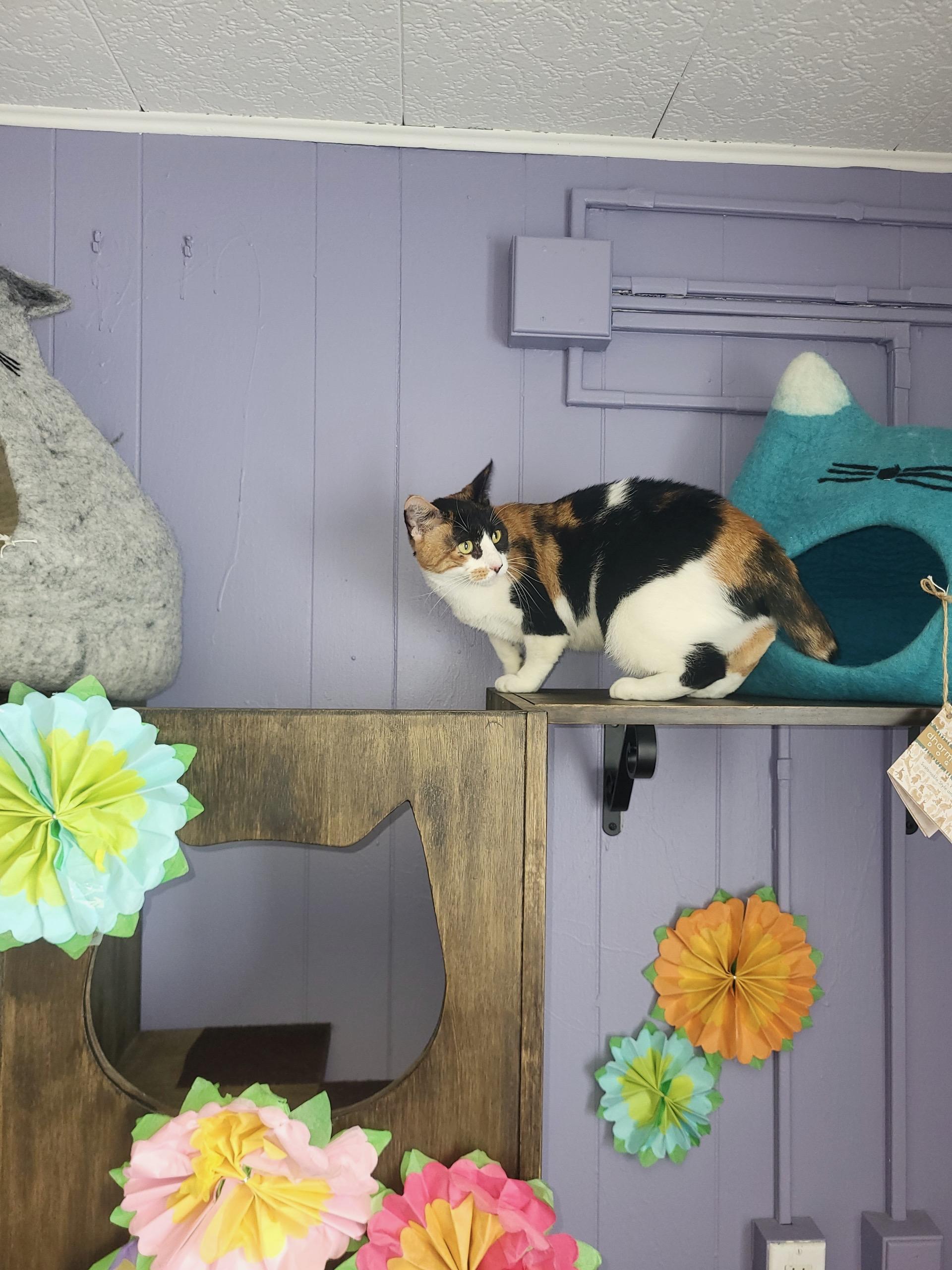 Enlarge Cleopatra, a Adoptable mixed breed in BREINIGSVILLE, PA image 3/6