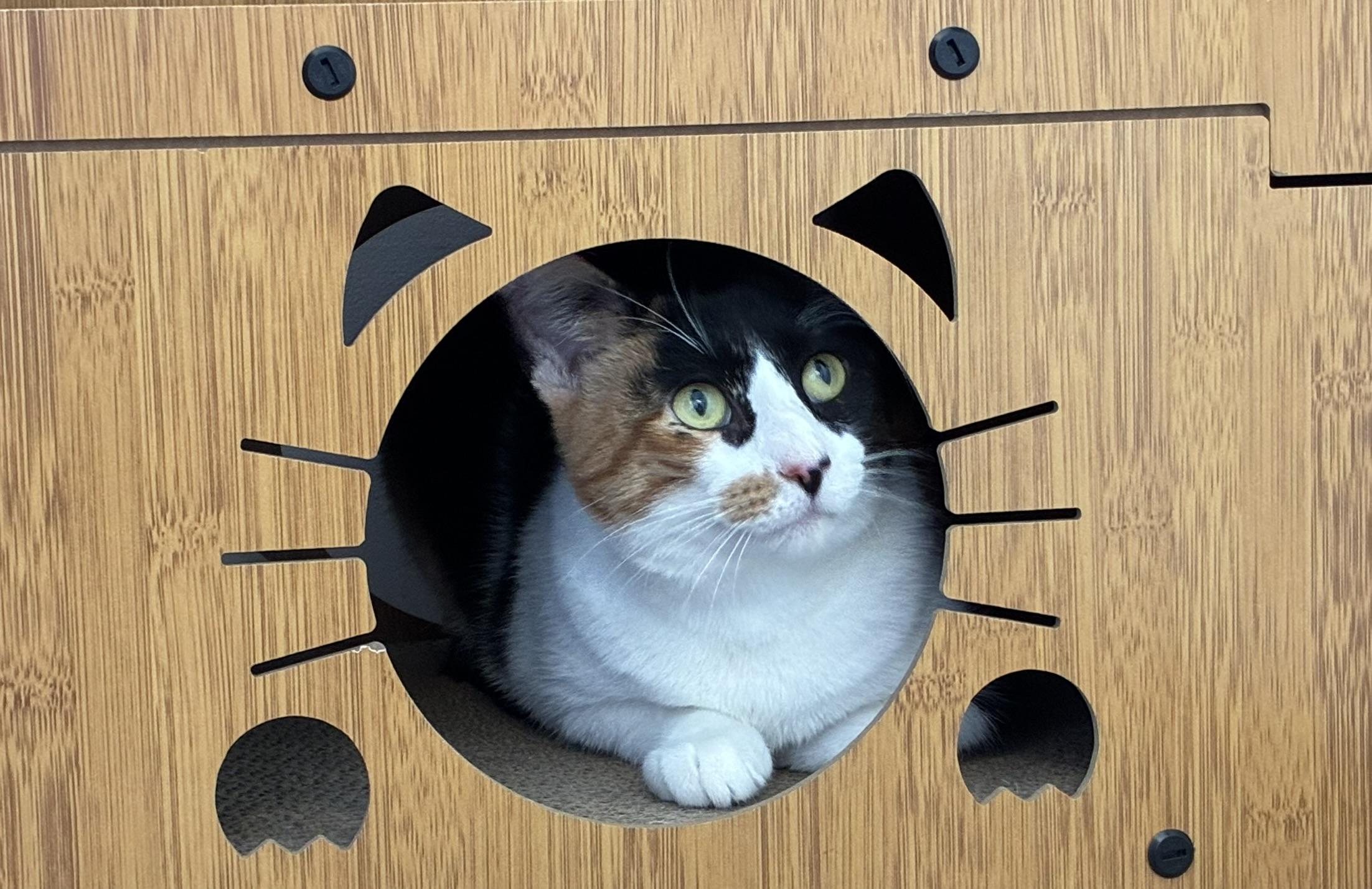 Enlarge Cleopatra, a Adoptable mixed breed in BREINIGSVILLE, PA image 5/6