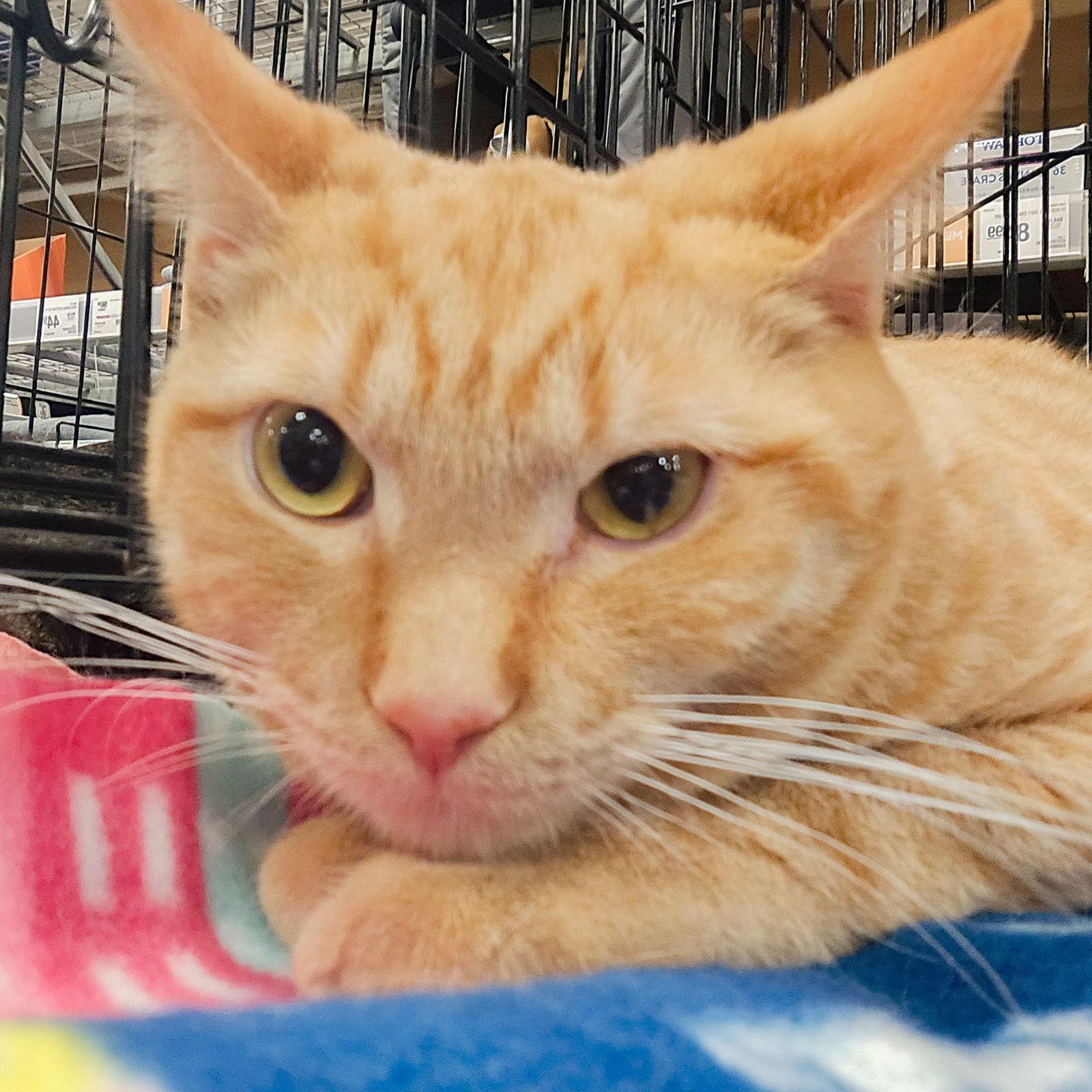 Chico 2026, a Adoptable mixed breed in Norwood, OH image 1/2