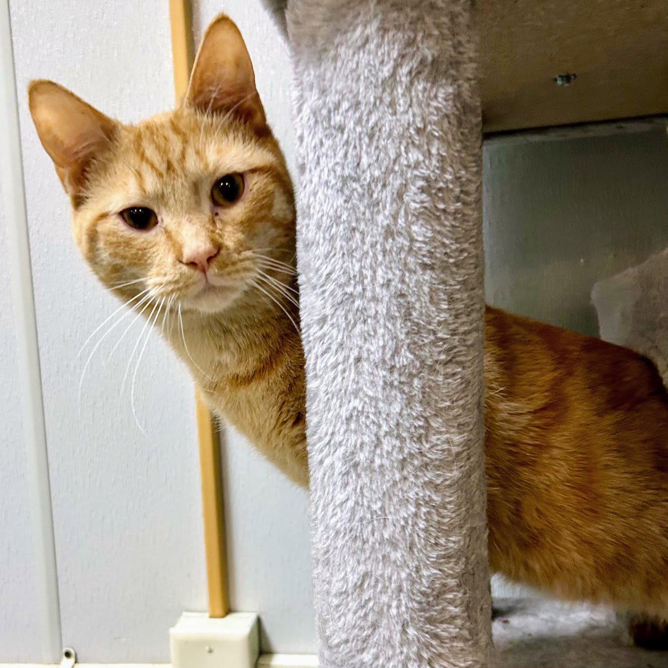 Chico 2026, a Adoptable mixed breed in Norwood, OH image 2/2