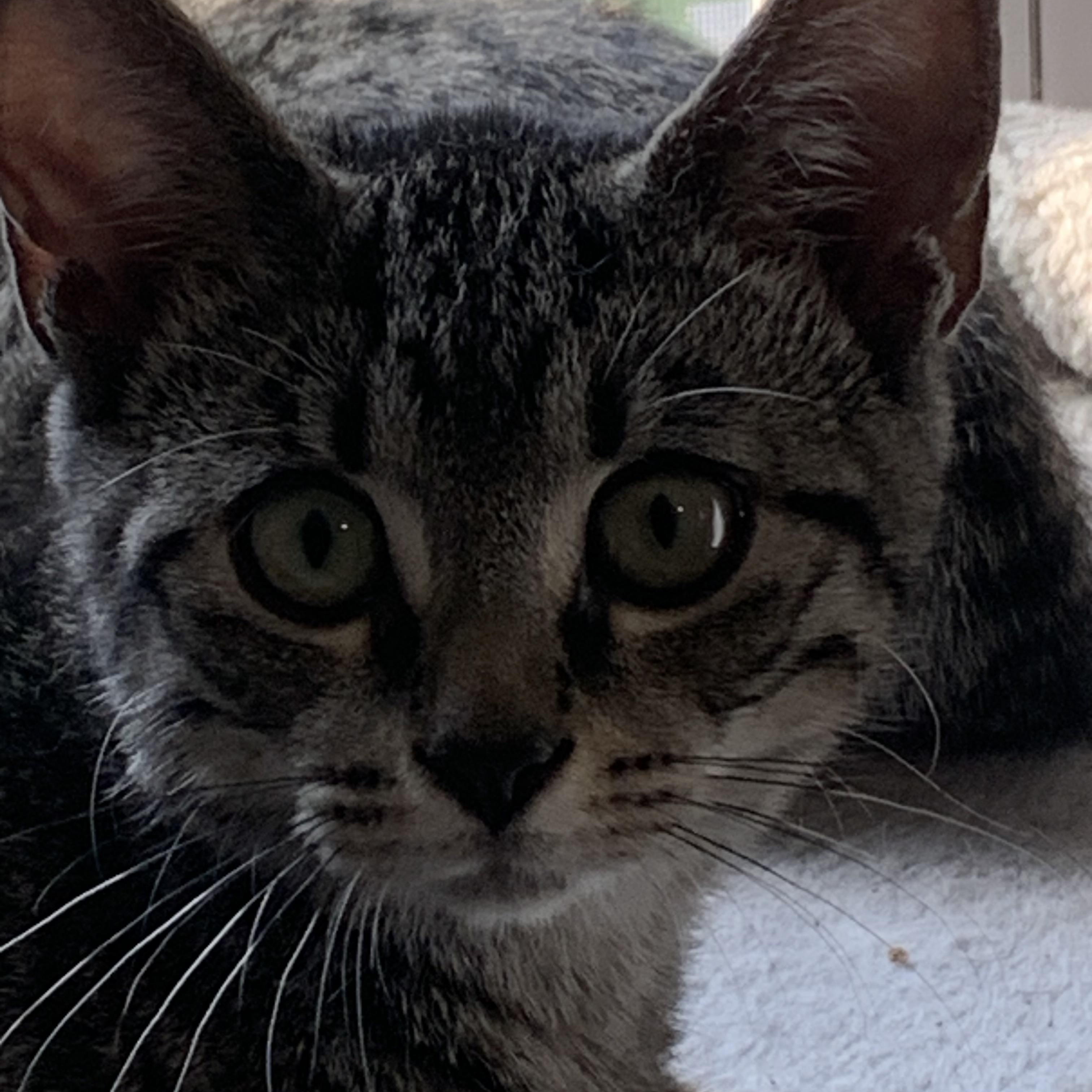 Jeri, Adoptable, Kitten Female Domestic Short Hair.