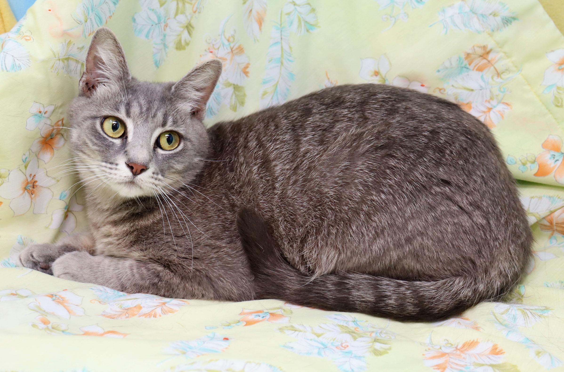 Magpie, a ADOPTABLE Domestic Short Hair in Tierra Verde, FL image 2/3