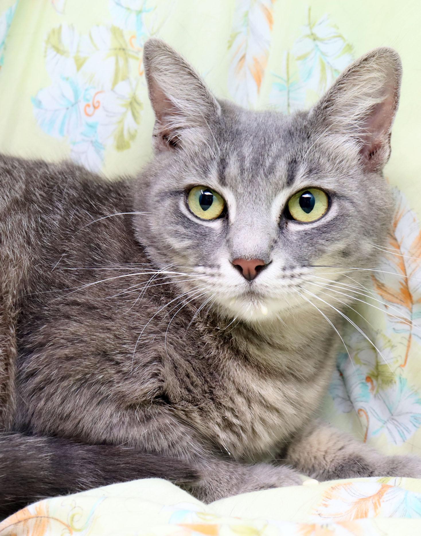 Magpie, ADOPTABLE, Adult Female Domestic Short Hair.