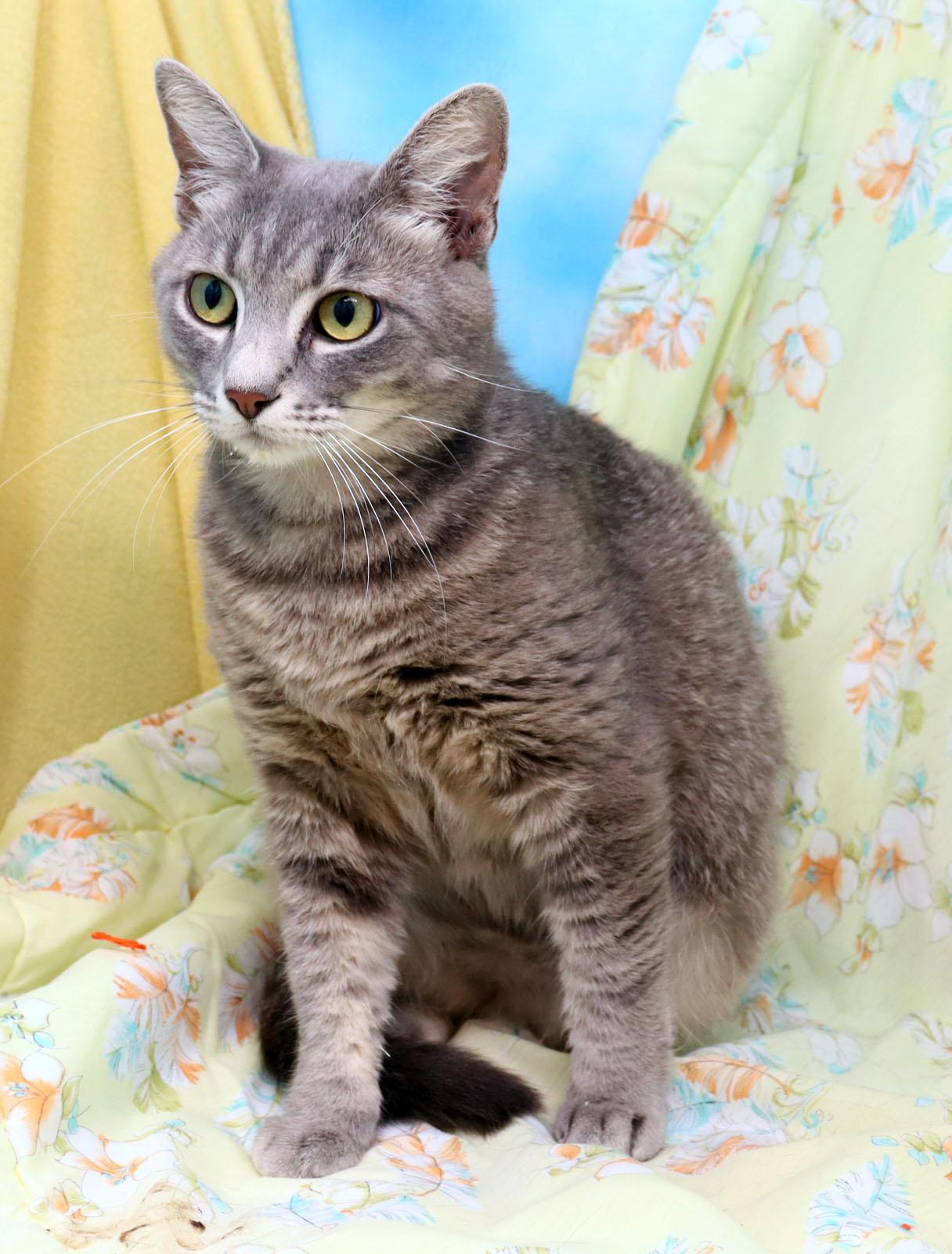 Magpie, a ADOPTABLE Domestic Short Hair in Tierra Verde, FL image 3/3
