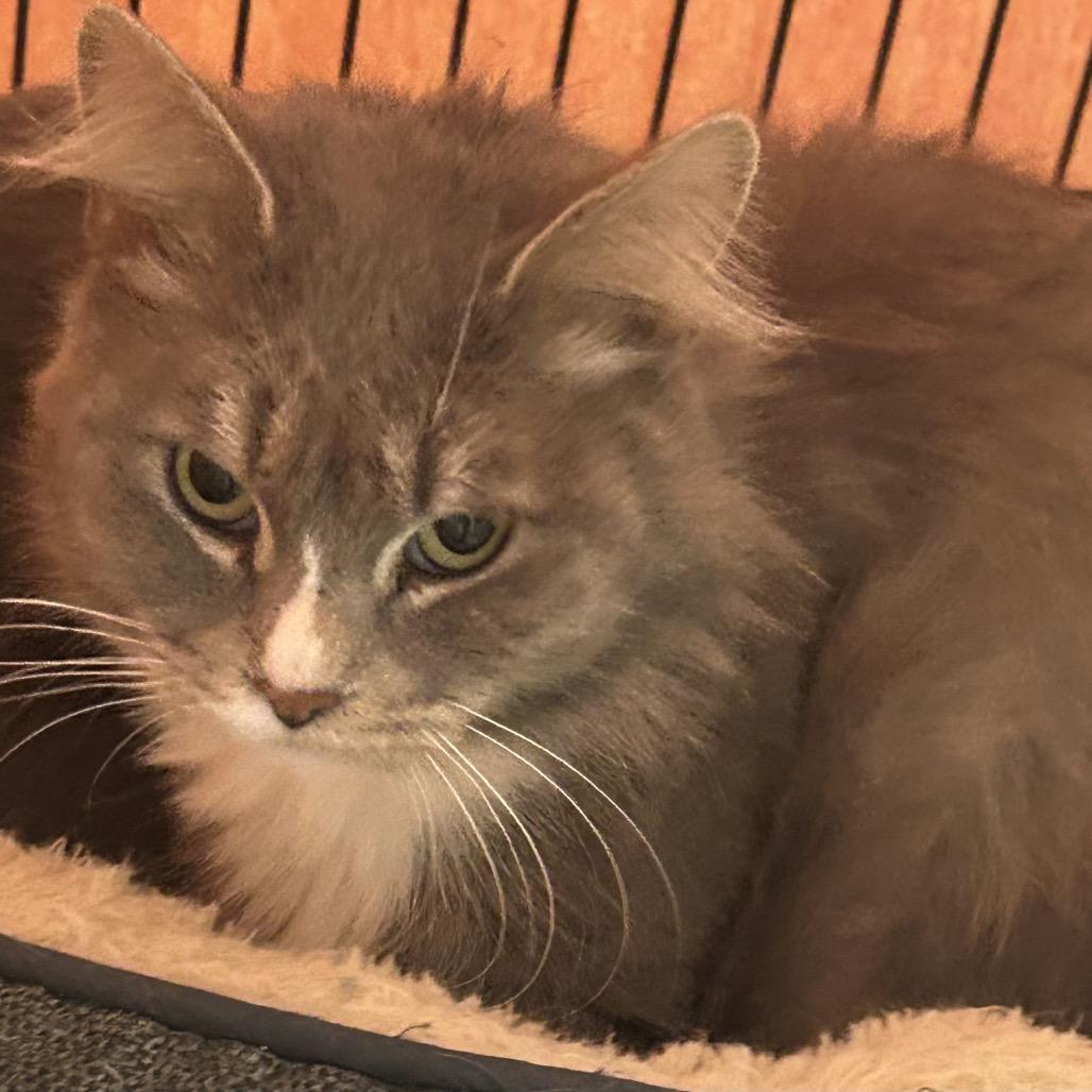 Lindy Lou, Adoptable, Young Female Domestic Short Hair.