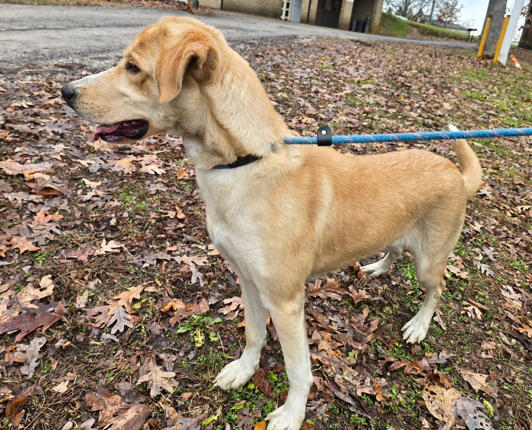 Enlarge Heart, a ADOPTABLE mixed breed in St. Clairsville, OH image 3/5