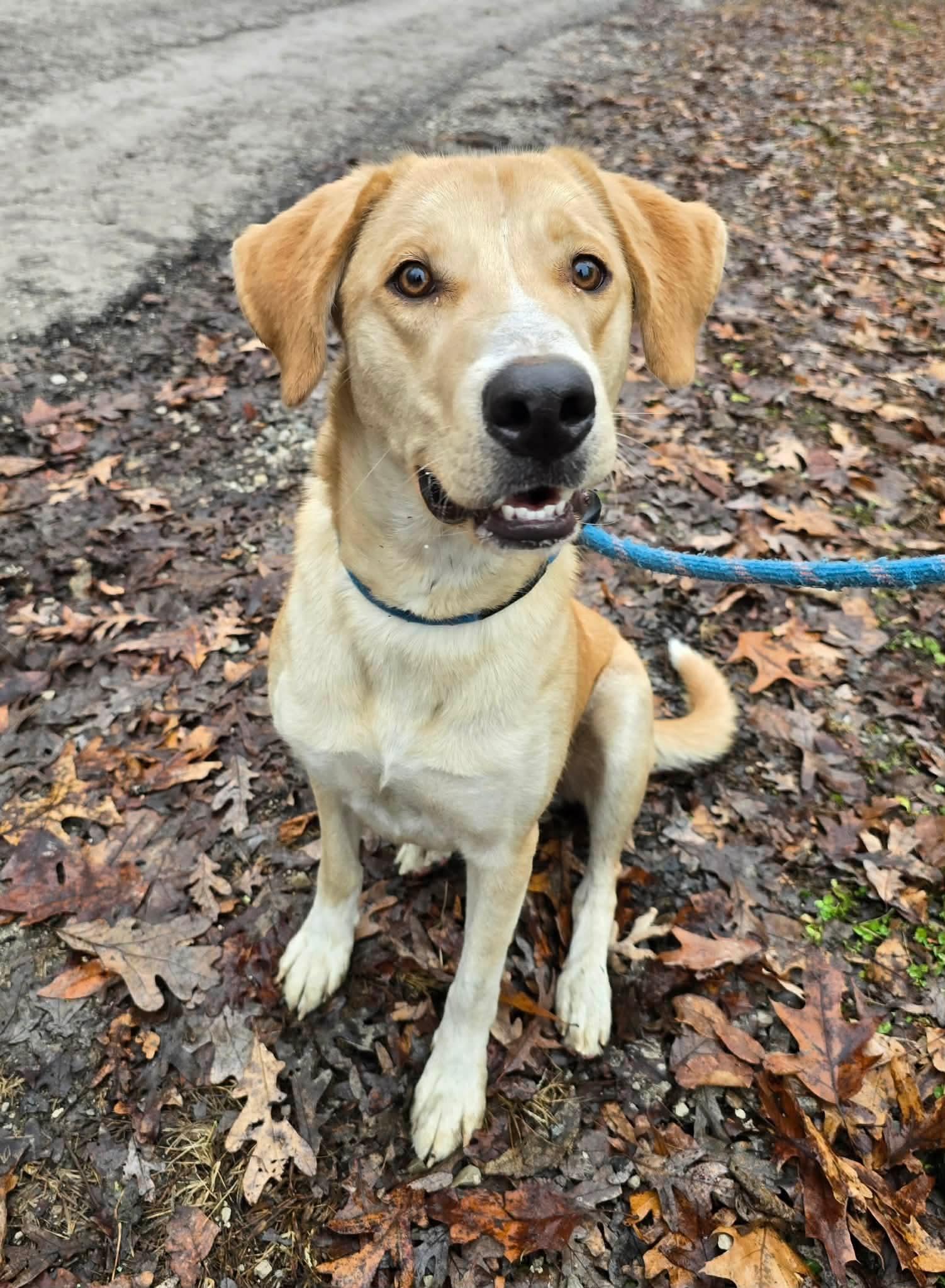 Enlarge Heart, a ADOPTABLE mixed breed in St. Clairsville, OH image 2/5