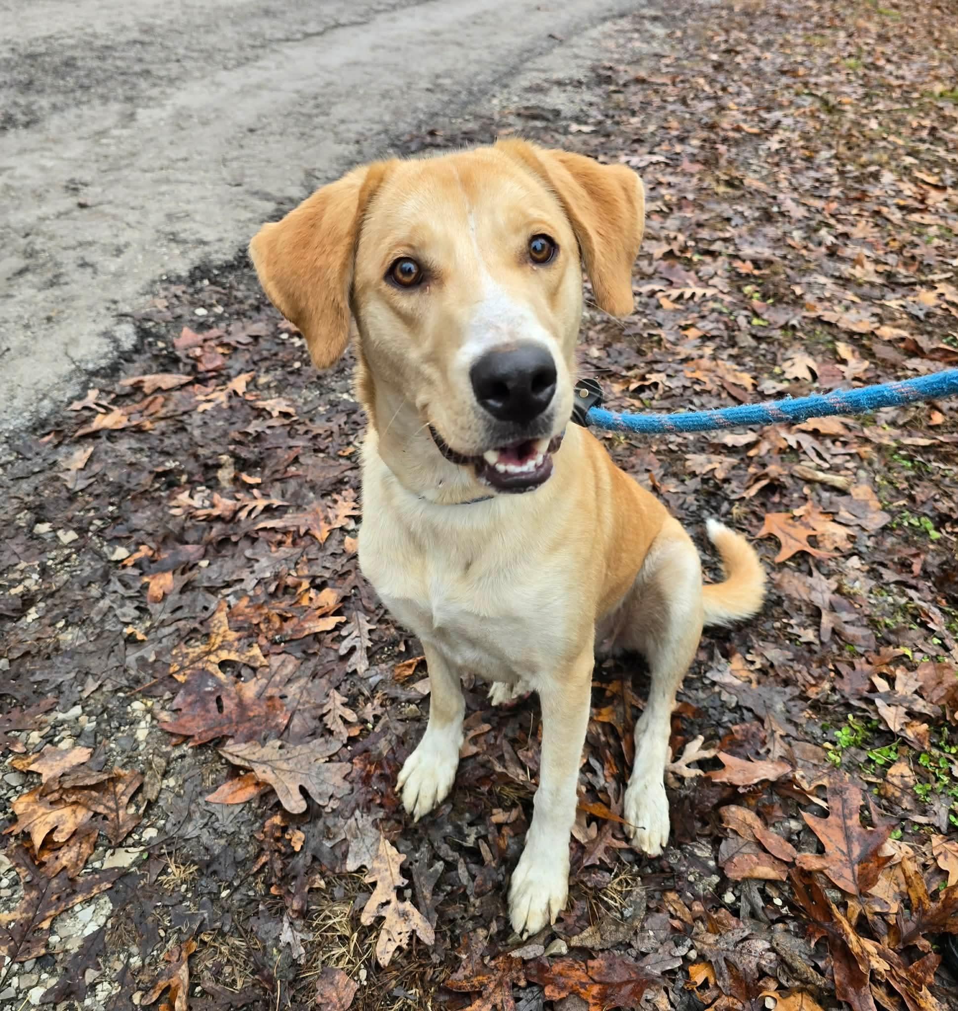 Enlarge Heart, a ADOPTABLE mixed breed in St. Clairsville, OH image 1/5