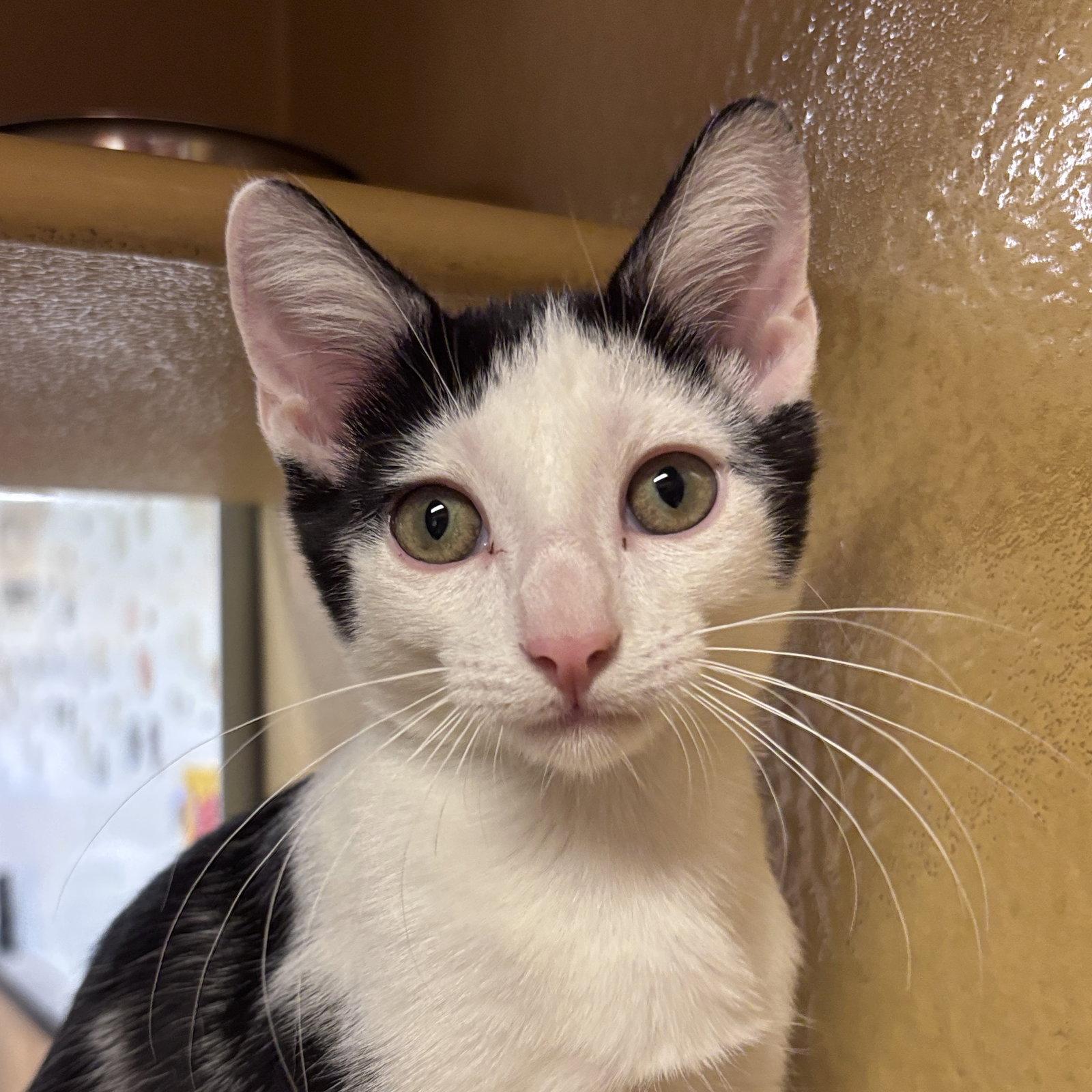 Toulouse, Adoptable, Kitten Male Domestic Short Hair.
