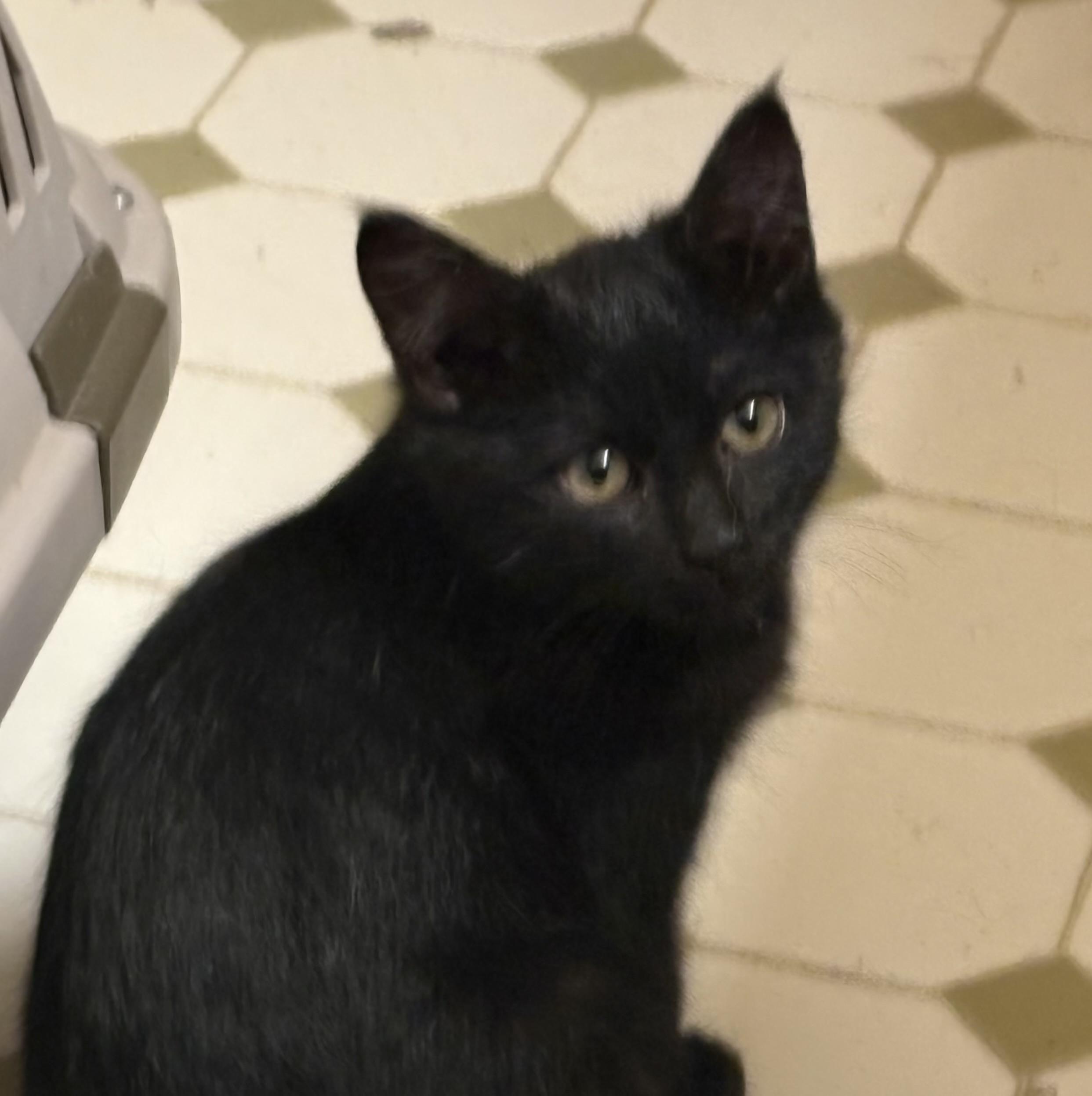 Brother Sun, adopted, Kitten Male Domestic Short Hair.