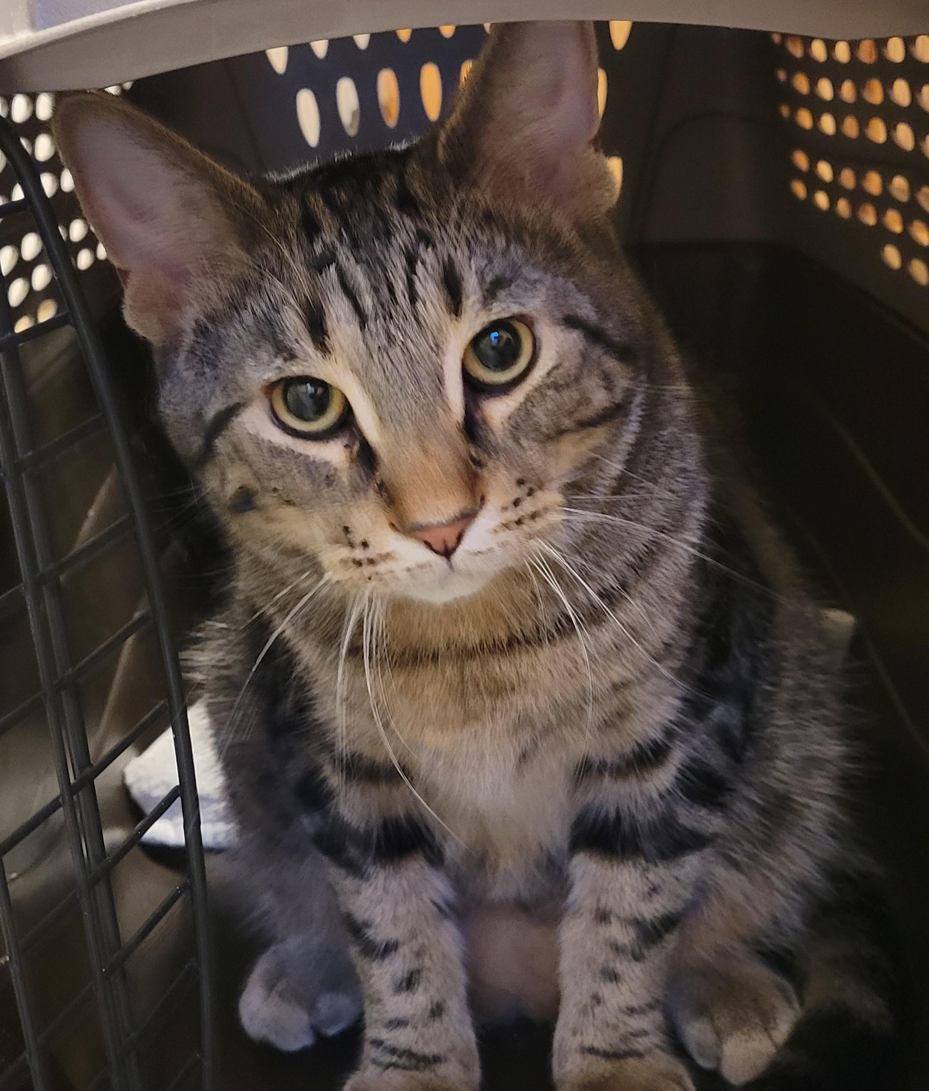 Gnocchi26, Adopted, Young Male Domestic Short Hair.
