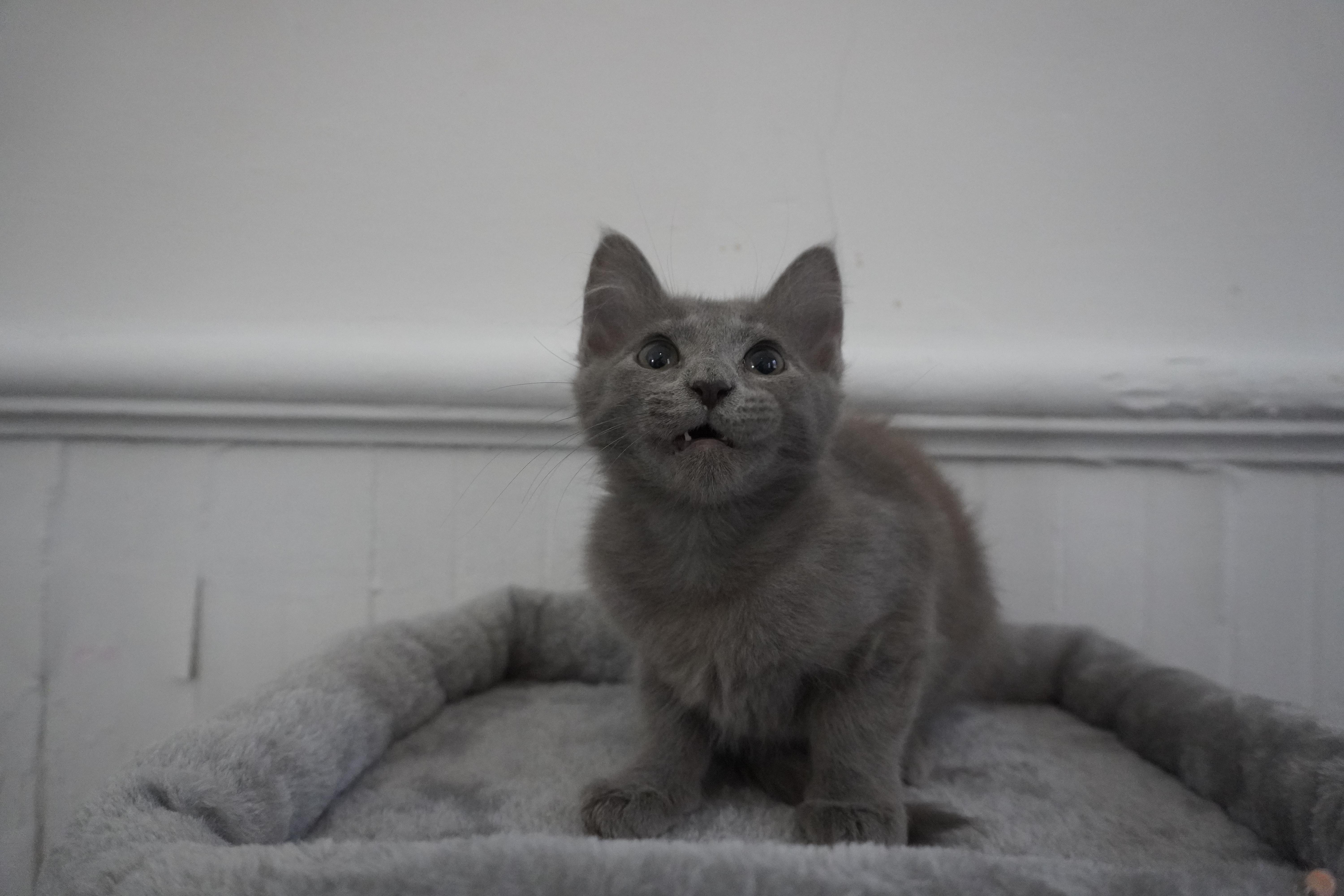 Enlarge Spicy Velcro Valerie, a Adopted mixed breed in Elmsford, NY image 2/3