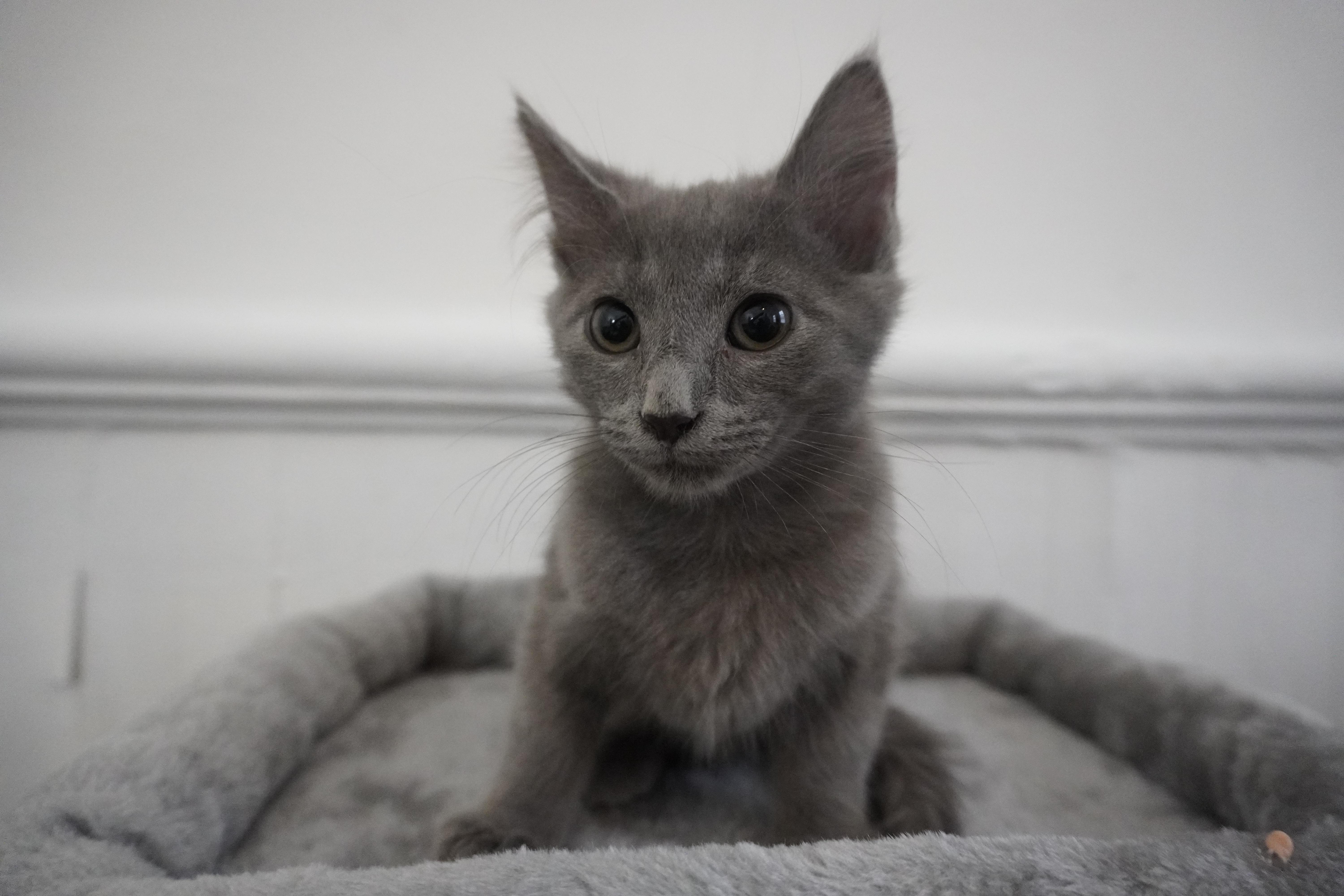 Spicy Velcro Valerie, Adopted, Young Female Domestic Short Hair & Russian Blue.