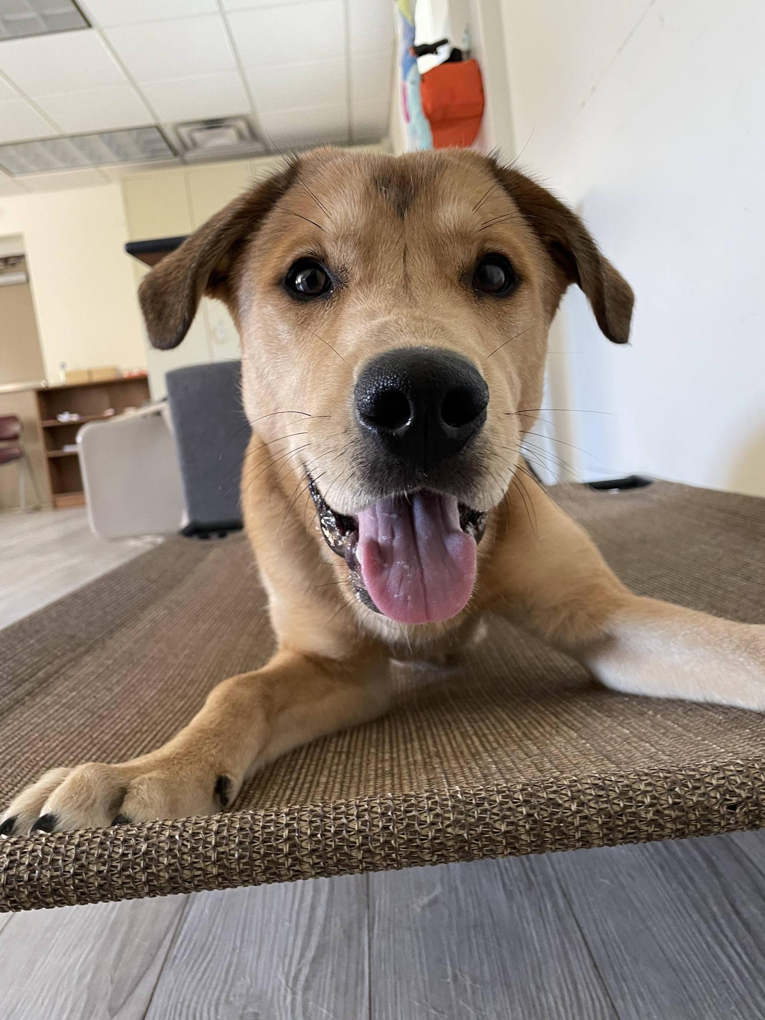 Enlarge Simba, a ADOPTABLE mixed breed in South Bend, IN image 2/3