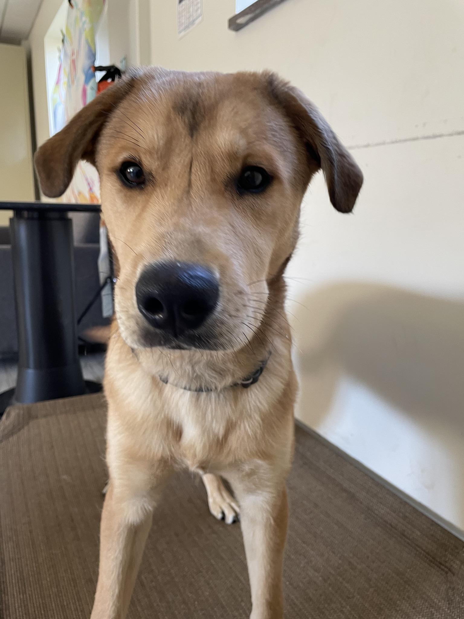 Enlarge Simba, a ADOPTABLE mixed breed in South Bend, IN image 3/3