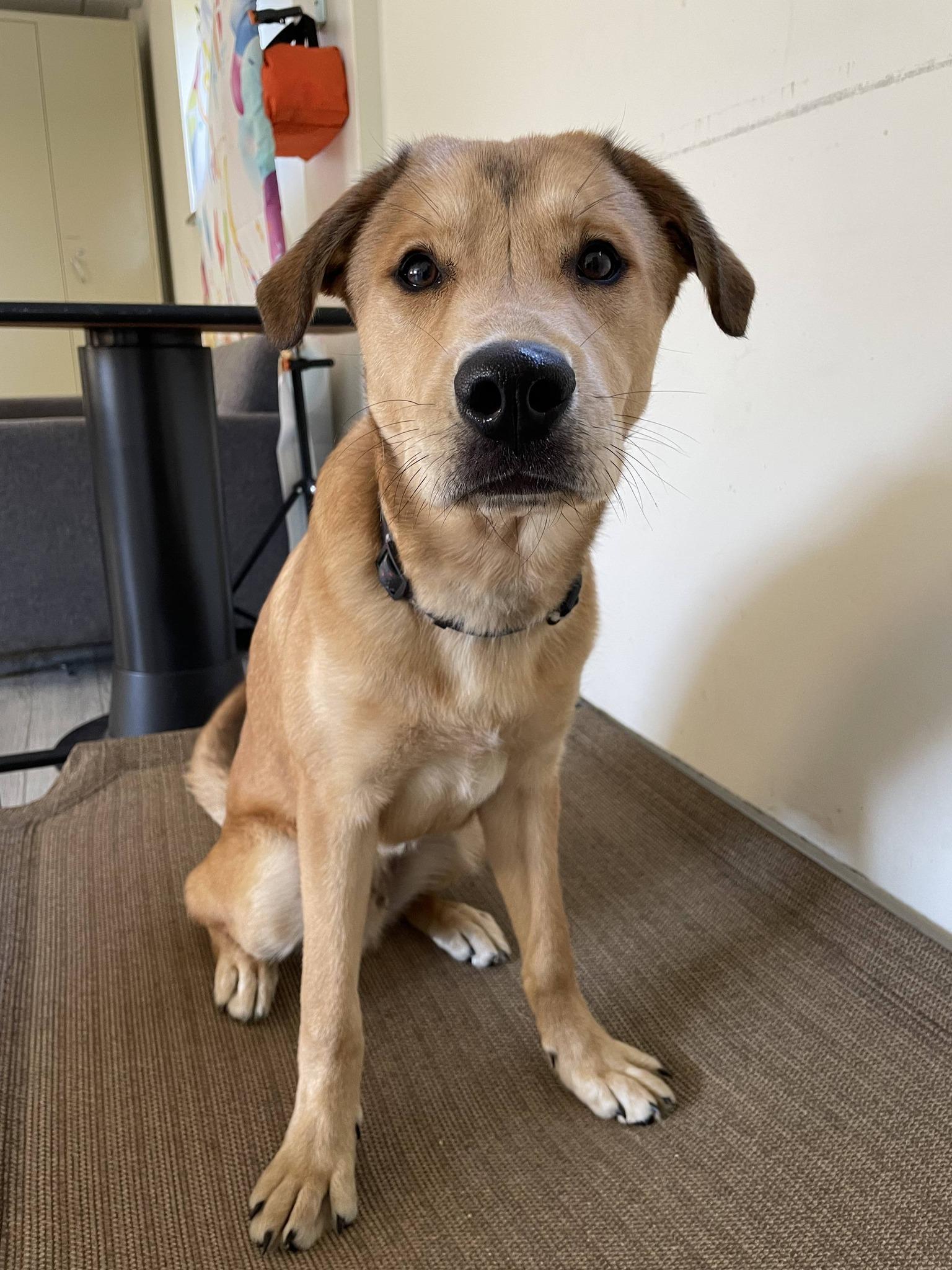 Simba, ADOPTABLE, Young Male Labrador Retriever.