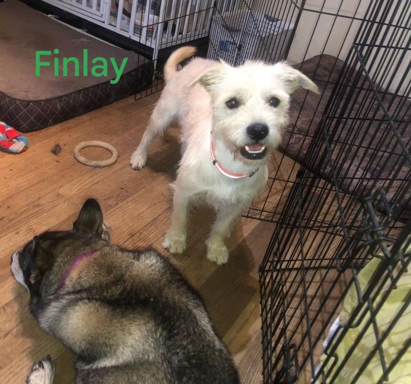 Finlay, Adopted, Young Male Terrier.