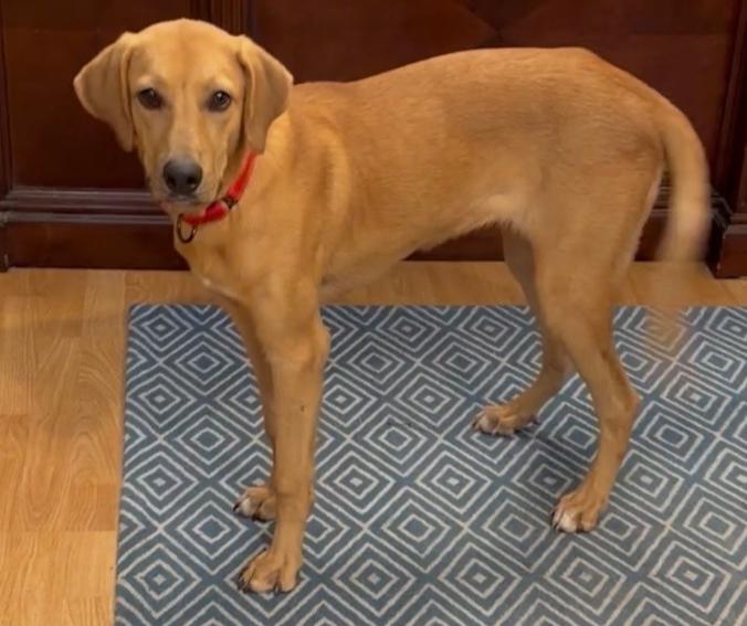 Sunday, Adoptable, Young Female Labrador Retriever.
