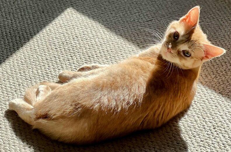 Enlarge Anna, an adopted mixed breed in Lenhartsville, PA image 3/5