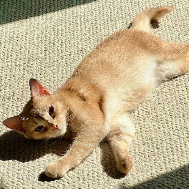 Anna, adopted, Young Female Domestic Short Hair & Abyssinian.