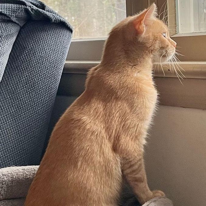 Enlarge Anna, an adopted mixed breed in Lenhartsville, PA image 2/5