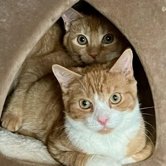 Enlarge Anna, an adopted mixed breed in Lenhartsville, PA image 5/5