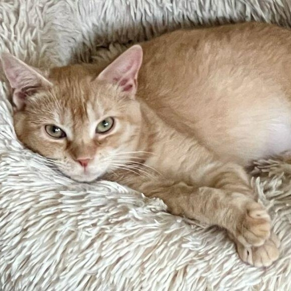 Enlarge Anna, an adopted mixed breed in Lenhartsville, PA image 4/5