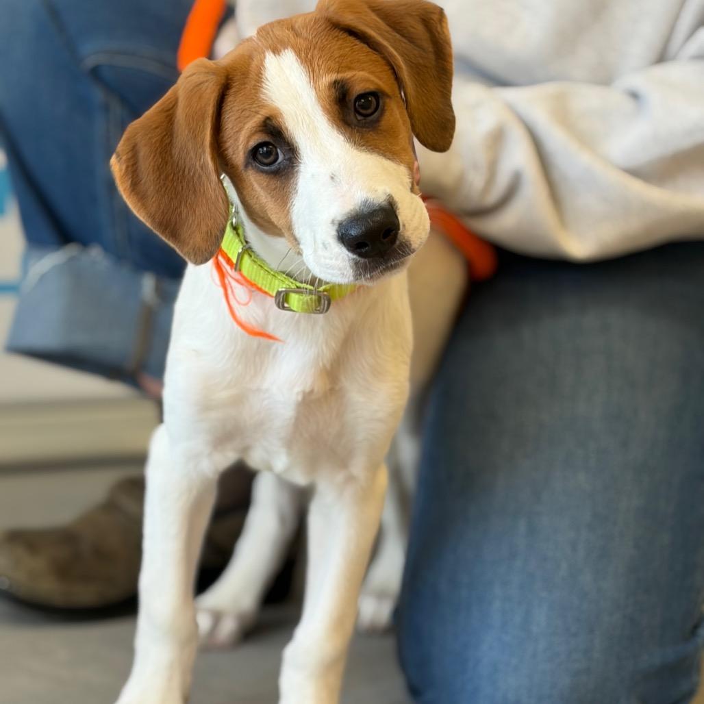 Enlarge Stump, a Adoptable Mixed Breed in Morrisville, VT image 1/5