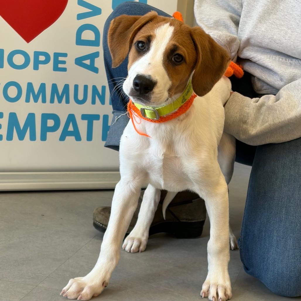 Enlarge Stump, a Adoptable Mixed Breed in Morrisville, VT image 2/5