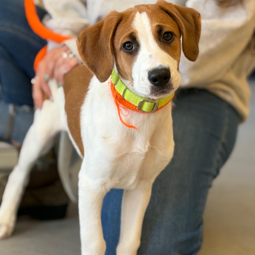 Enlarge Stump, a Adoptable Mixed Breed in Morrisville, VT image 3/5