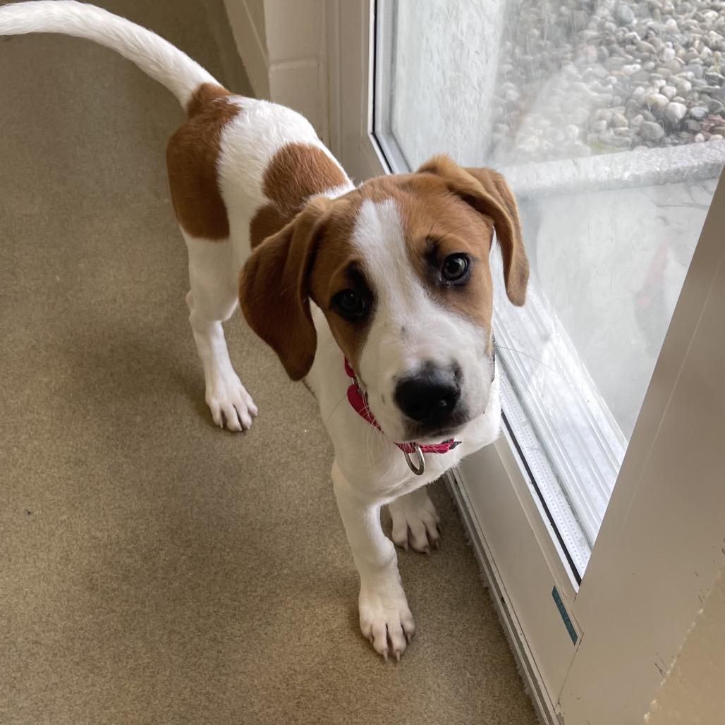 Enlarge Stewart, a Adoptable Mixed Breed in Morrisville, VT image 4/6