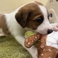 Enlarge Stump, a Adoptable Mixed Breed in Morrisville, VT image 4/5