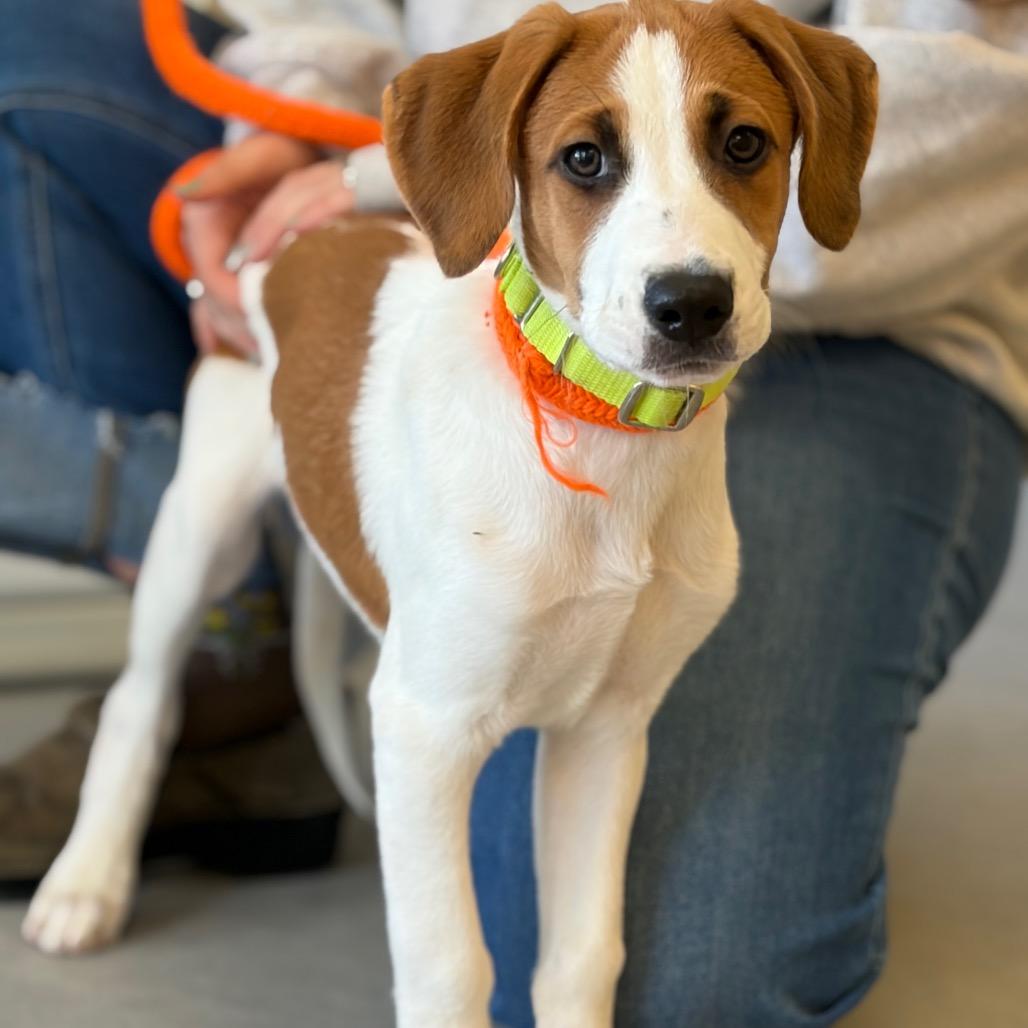 Enlarge Stump, a Adoptable Mixed Breed in Morrisville, VT image 5/5