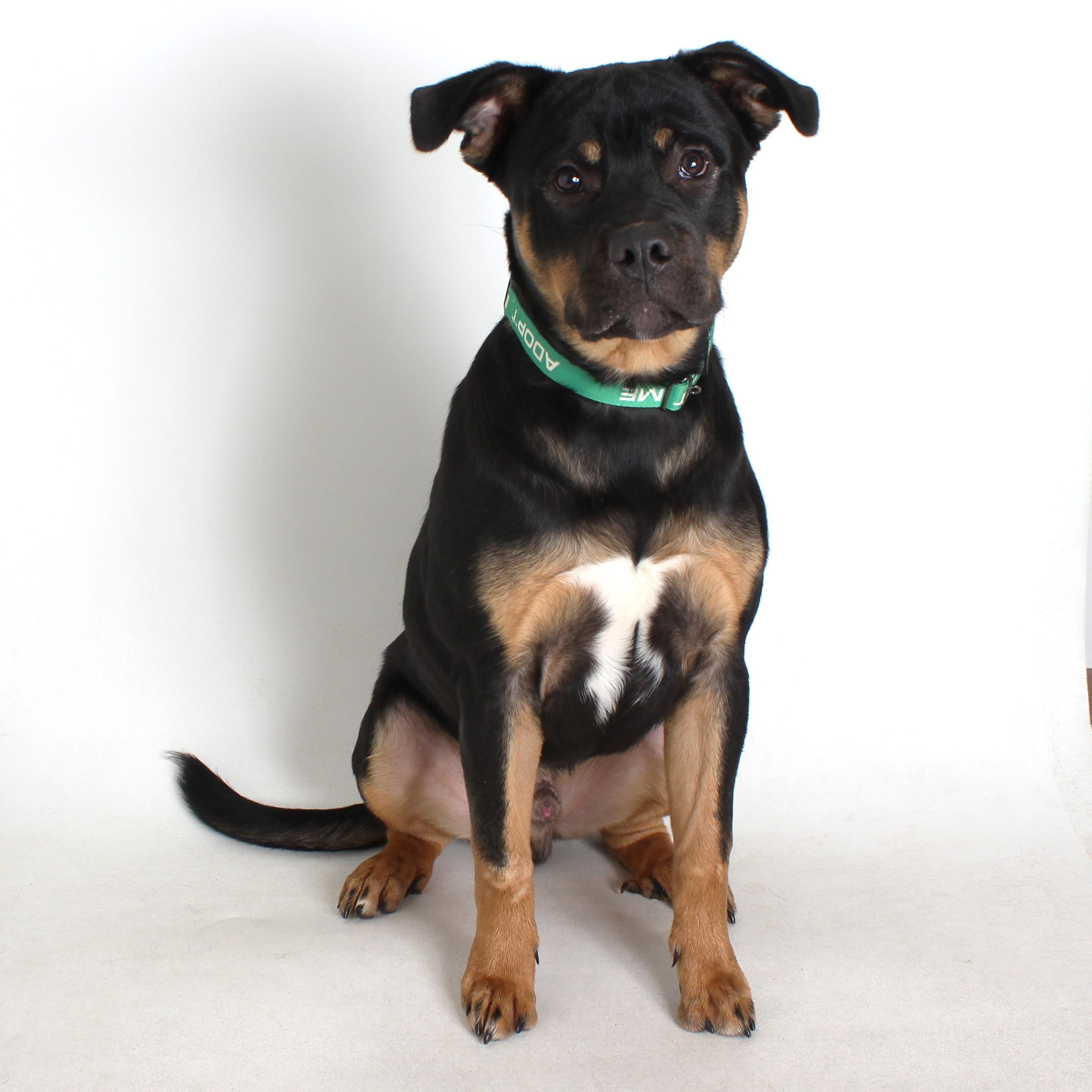 Enlarge Rupert, a Adoptable Rottweiler in Redding, CA image 1/1