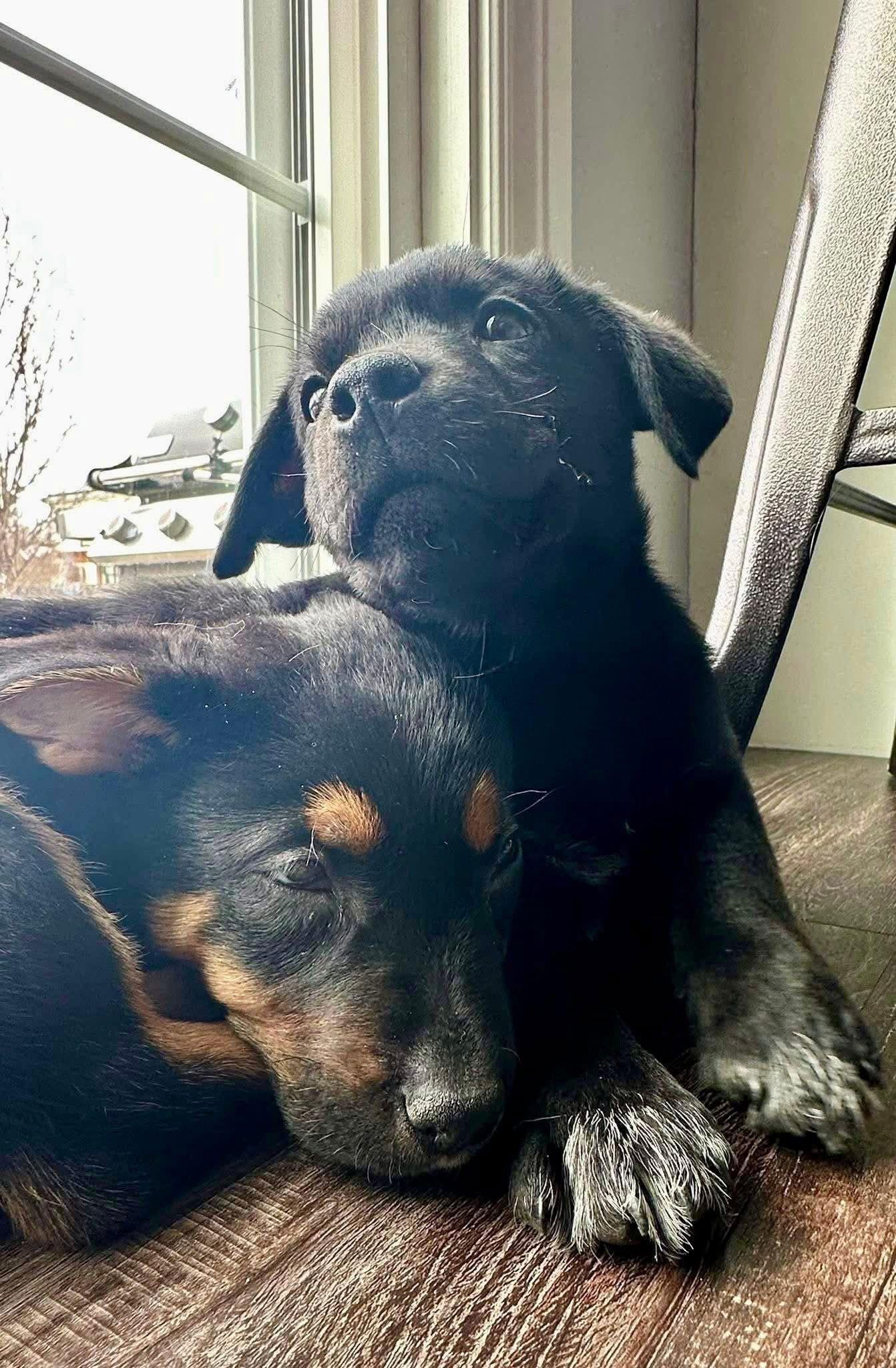 Frosty, Adoptable, Puppy Male Labrador Retriever & Terrier.