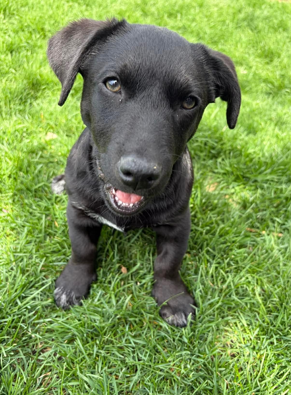 Enlarge Frosty, a Adoptable mixed breed in Elgin, IL image 1/3